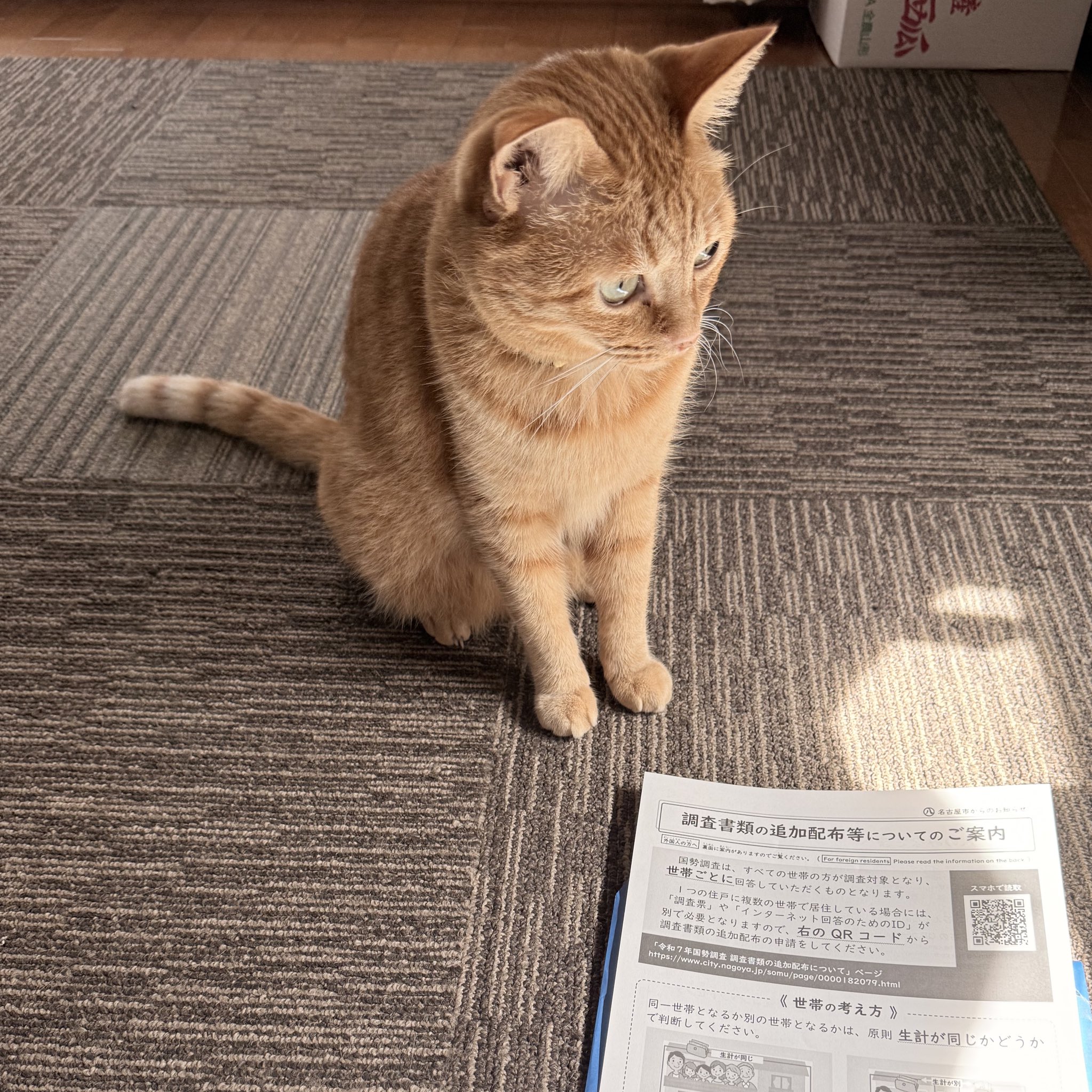 猫 banri37🍝9/21神ノ叡智28 東7•U35a on X: 