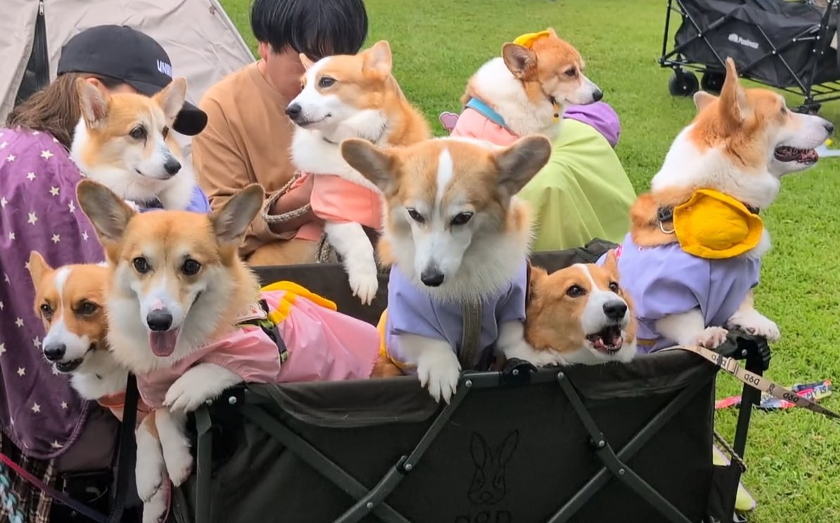 お買い物コーギー❣️ ☆ EIN ☆@甘えん坊コーギー☻ on X: 
