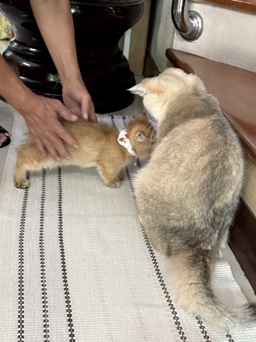 yoojeenoo's tweet image. ชาตรี แล้วจะไปกลัวเค้าทำไม ชั้นให้เค้ามาเป็นลูกกระจ๊อกแก55555555555555555555