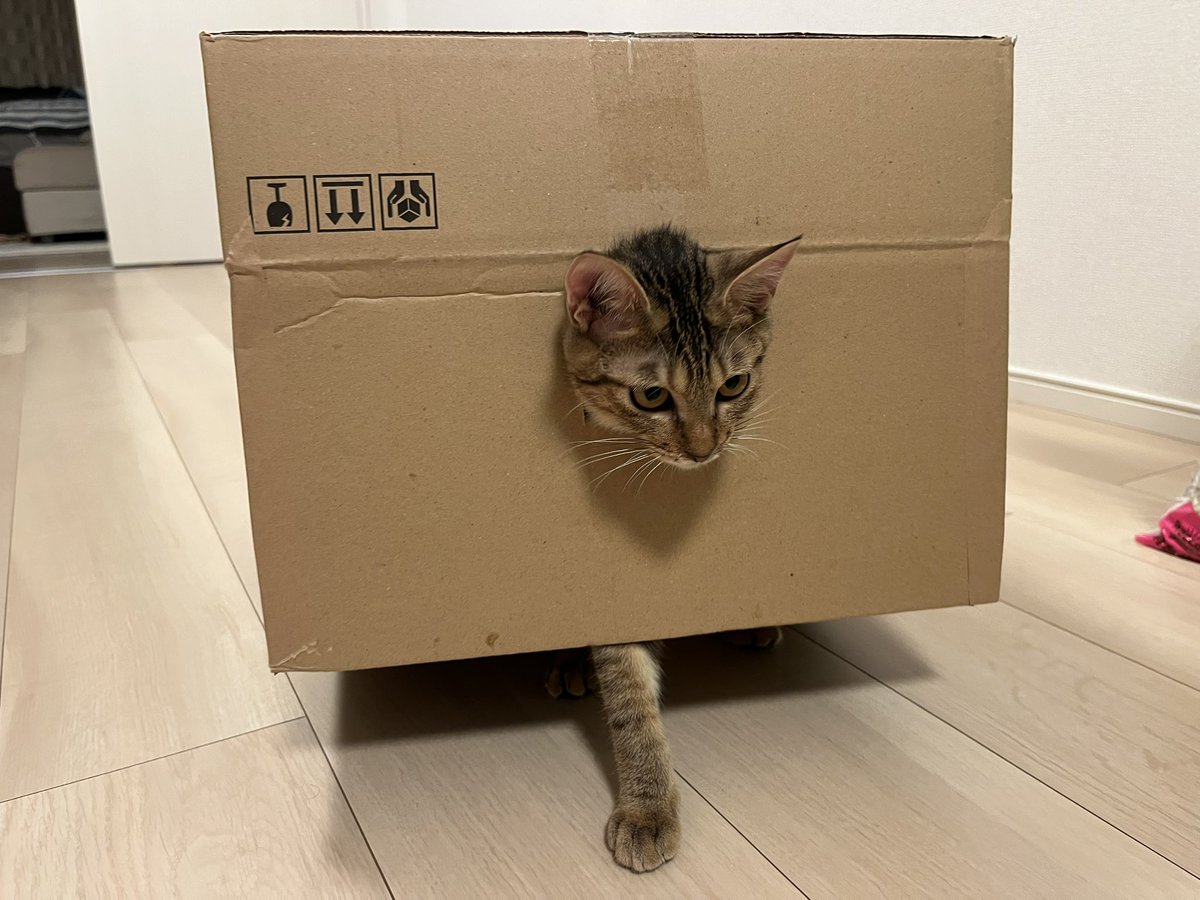 ダンボール星人