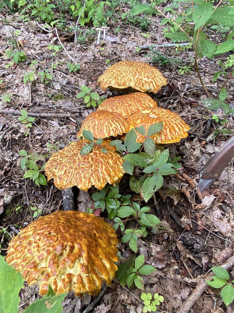 ジェットストリームアタック‼️