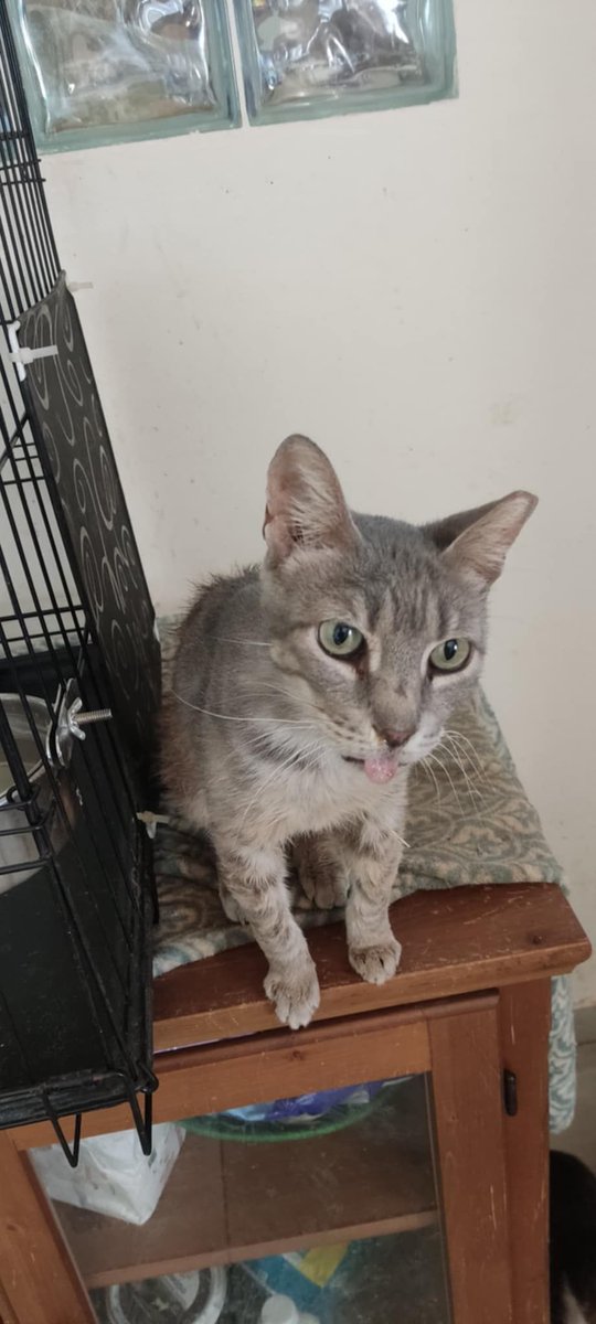 archiesanctuary's tweet photo. We found Marcus outside a greengrocer in Galatas, frail &amp; struggling to breathe. 💔
X-rays showed a diaphragmatic hernia—his liver had crushed his lungs. Surgery was his only chance…

👉 Read Marcus’s story: https://t.co/jYKYzFEQDb

💛 Your support makes miracles possible. https://t.co/OqgCCP1dHQ