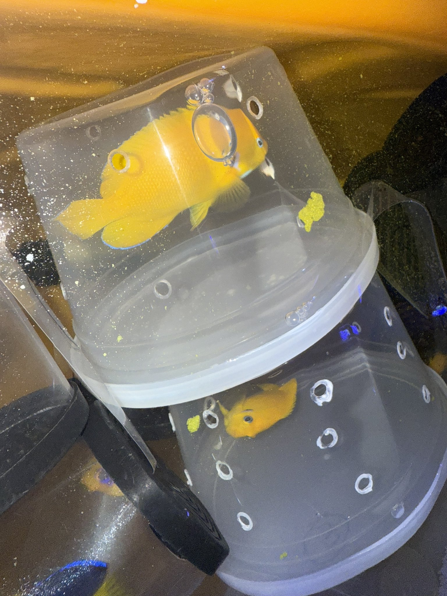 ブルーハーバー (@AF_BlueHarbor) / X