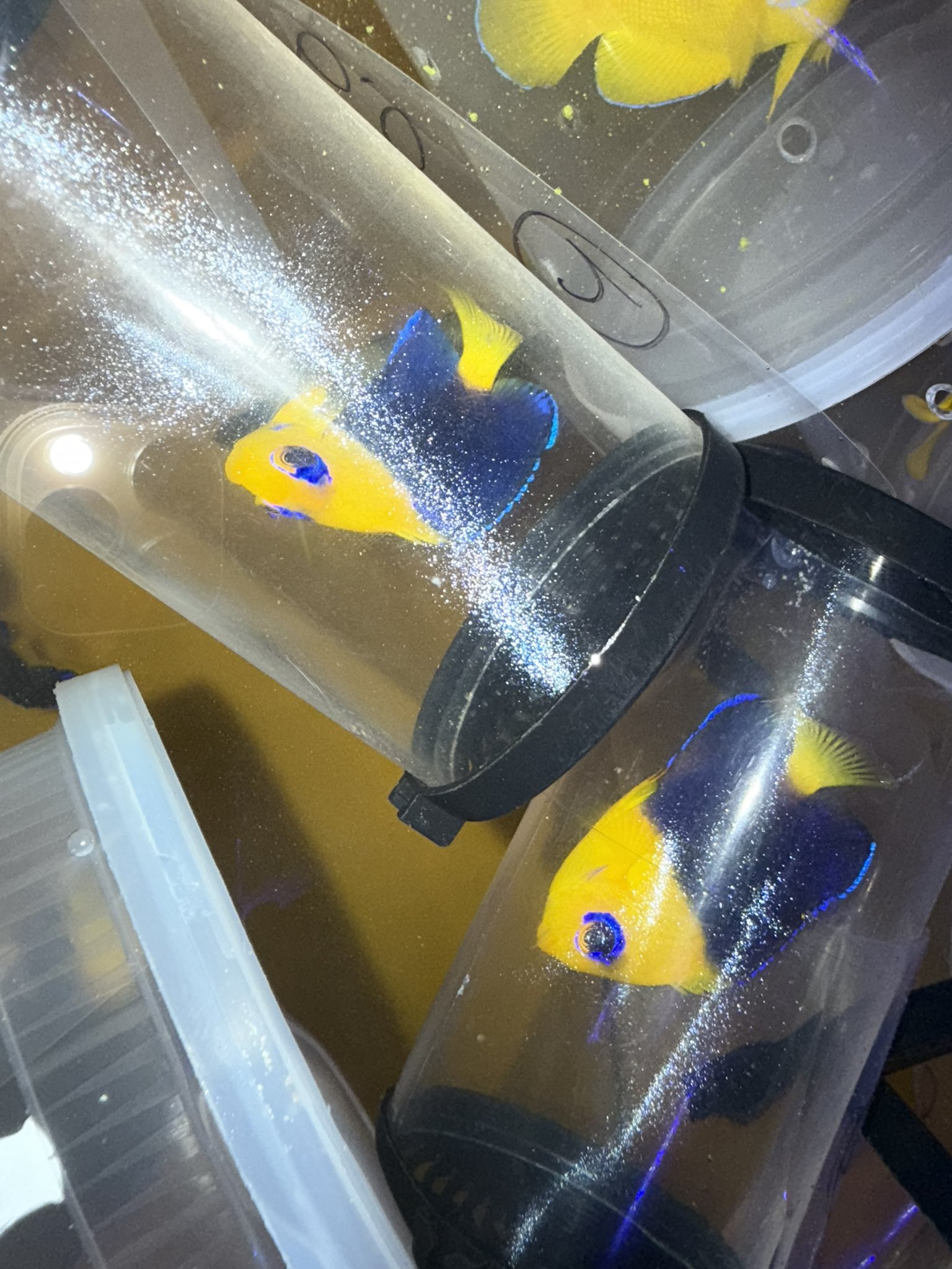 ブルーハーバー (@AF_BlueHarbor) / X