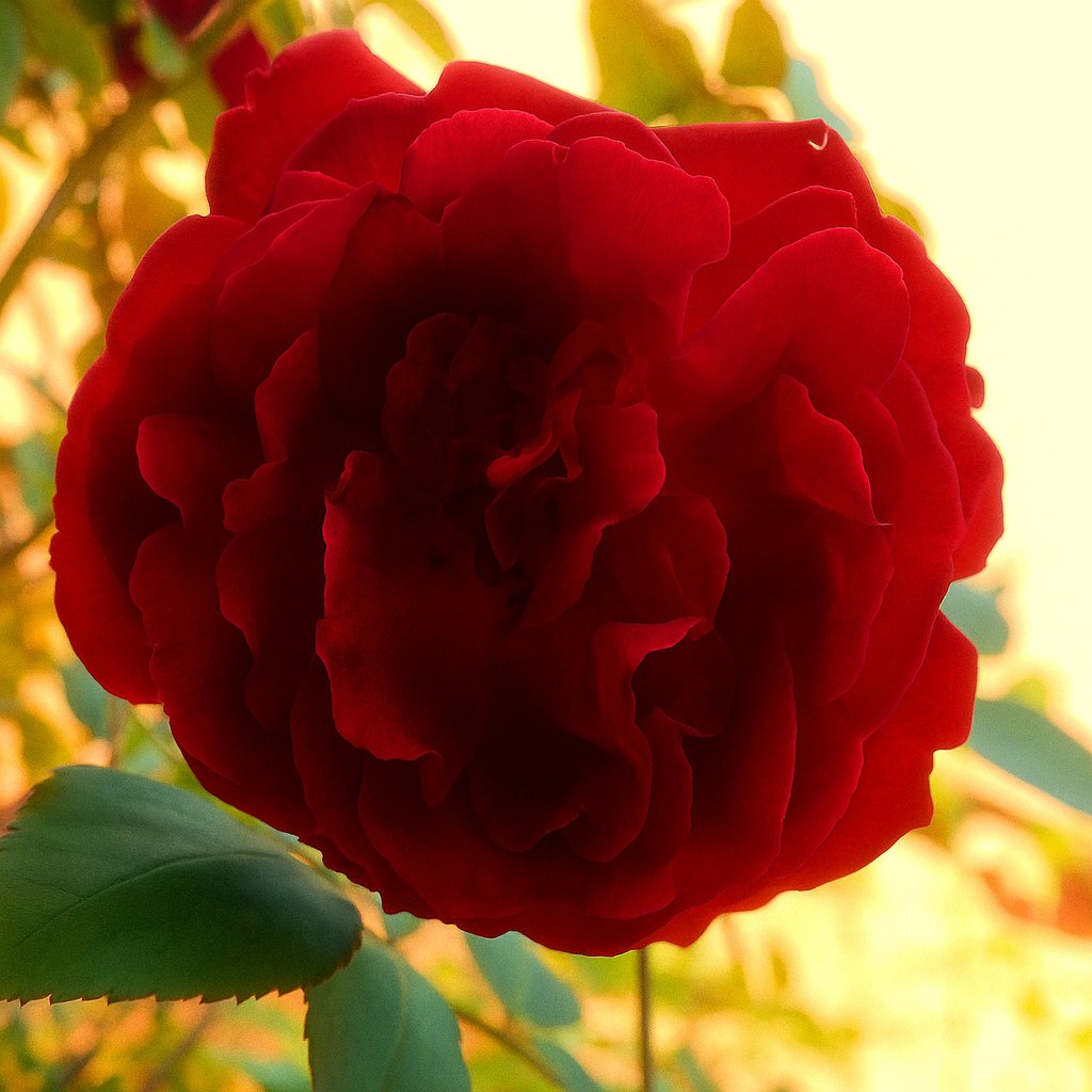 9huseyinozcelik's tweet photo. ❤️❤️🌹❤️❤️
#NaturePhotography #NatureBeauty #NatureLovers #ROSE #ROSEN #ROZY #RÒSAN #GÜLLƏR #KırmızıGül #Nature #Doğa #Beauty #Güzellik #Beauty #photography #fotoğrafçılık #flower #gardening #GardeningX #gül https://t.co/iqaoUSr5tA