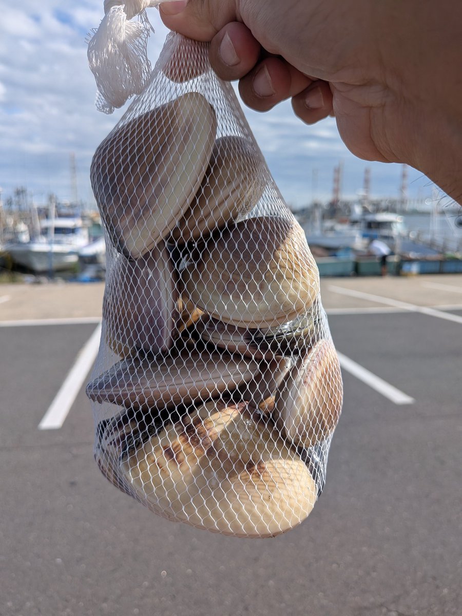 夜イカ中止になりました😭😭😭
ハマグリ買ったらたくさんオマケしてくれたし、サツマイモもたくさんいただいたのでヨシとします😊