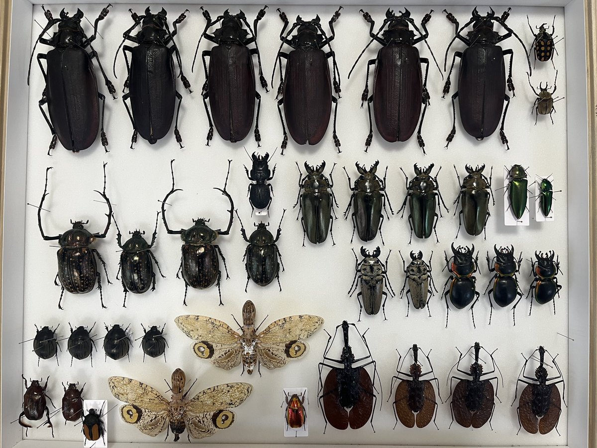 ツノゼミ屋 (@Membracidae_KO) / Posts / X