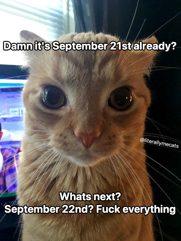 LiterallyMeCats (@literallymecats) on Twitter photo 
