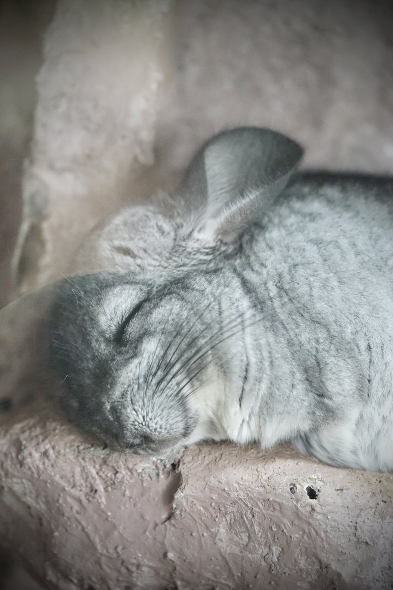 muramatsumasaki's tweet photo. 足立区生物園行ってきました!
入園料300円やっす。
テーマは「横顔」で撮ってきました。
もーちょい寄れるレンズ欲しいな〜🫠
#SONY
#a7ii
#足立区生物園 https://t.co/CK3H8SwysM