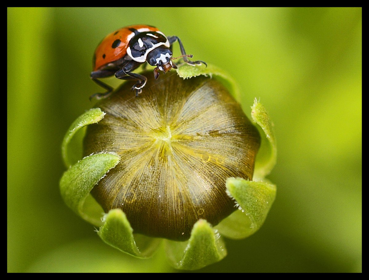 JillRichardsPro's tweet photo. Backyard Bugs ~ https://t.co/Vjiq4789qo