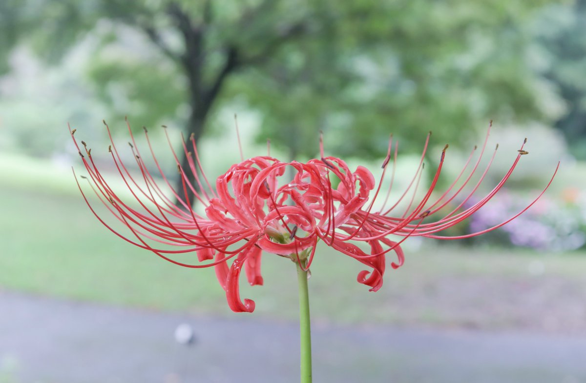 テンカウント 花のみぞ知る  など NIJIMelody2023】音楽で世界とつながるぞ！【セラフ・ダズル