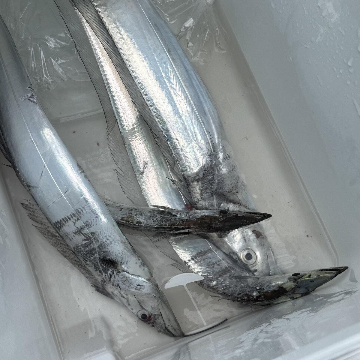 カウンターの意味よ…

数えられるわ‼️🤬

1日やってアタリが４回とか
苦行でしかない🫠

こんな状況でも釣る人は釣るんだろうな💦🎣
私は未熟者です🥹