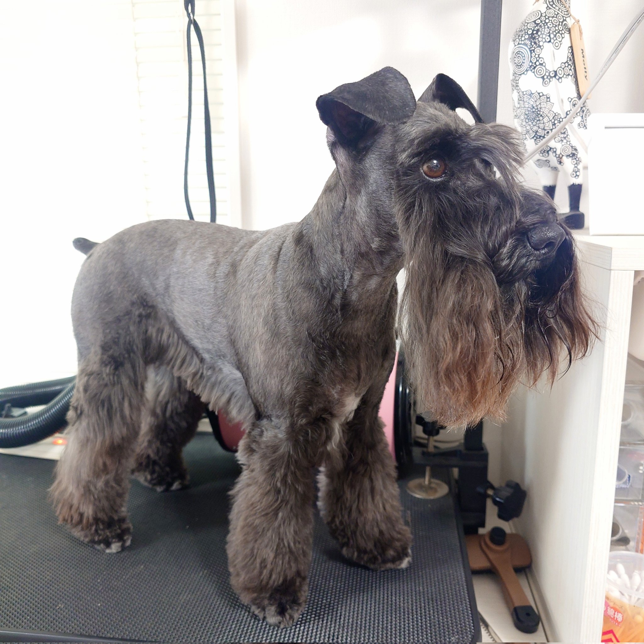 黒シュナももこさま専用 黒シュナももこさま専用 黒シュナももこさま専用 黒シュナももこ