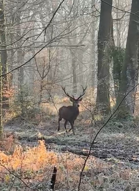 🔔 Belle ouverture de la chasse en Mayenne !
Que Saint Hubert accompagne chaque chasseur et apporte réussite, partage et une magnifique saison en pleine nature. 🍂🦌
 #Chasse #Mayenne
