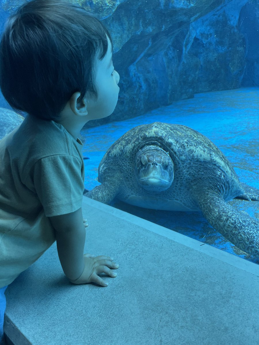 mine_niku's tweet photo. 子のお誕生日旅行に行ってきたんですが、1番のカメラ目線ベストショットがウミガメさんでした https://t.co/djp5Wr1WxN