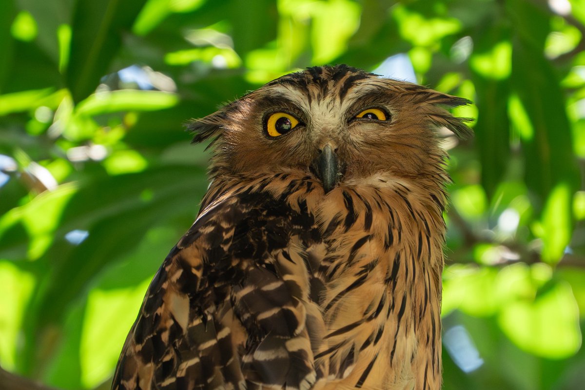 lancerchiang's tweet photo. An owl family in Singapore
@ Hampstead Wetland Park https://t.co/28qq7dl0bz