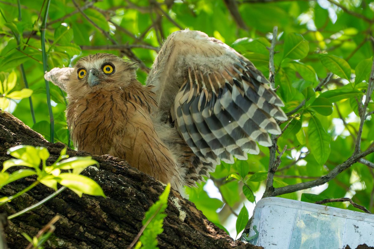 lancerchiang's tweet photo. An owl family in Singapore
@ Hampstead Wetland Park https://t.co/28qq7dl0bz