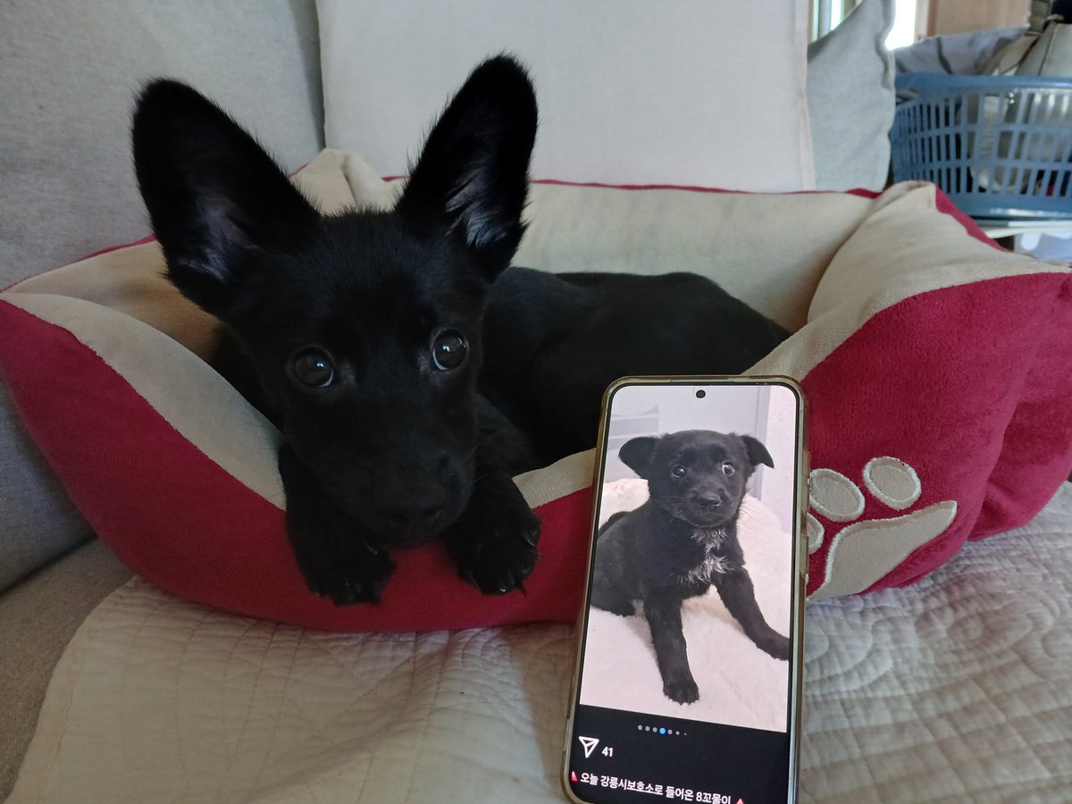 taerieyo's tweet image. #samedog