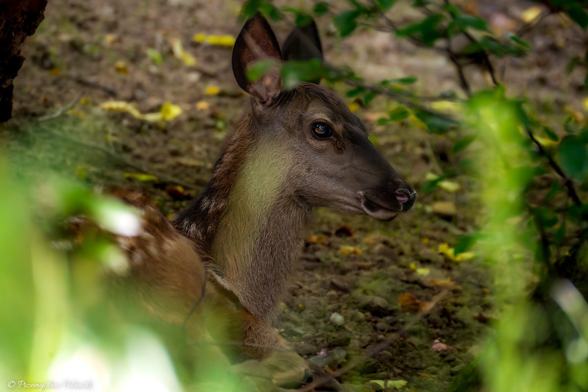 Dzień dobry 😊
Cielaczek Jelenia Szlachetnego (Cervus elaphus)