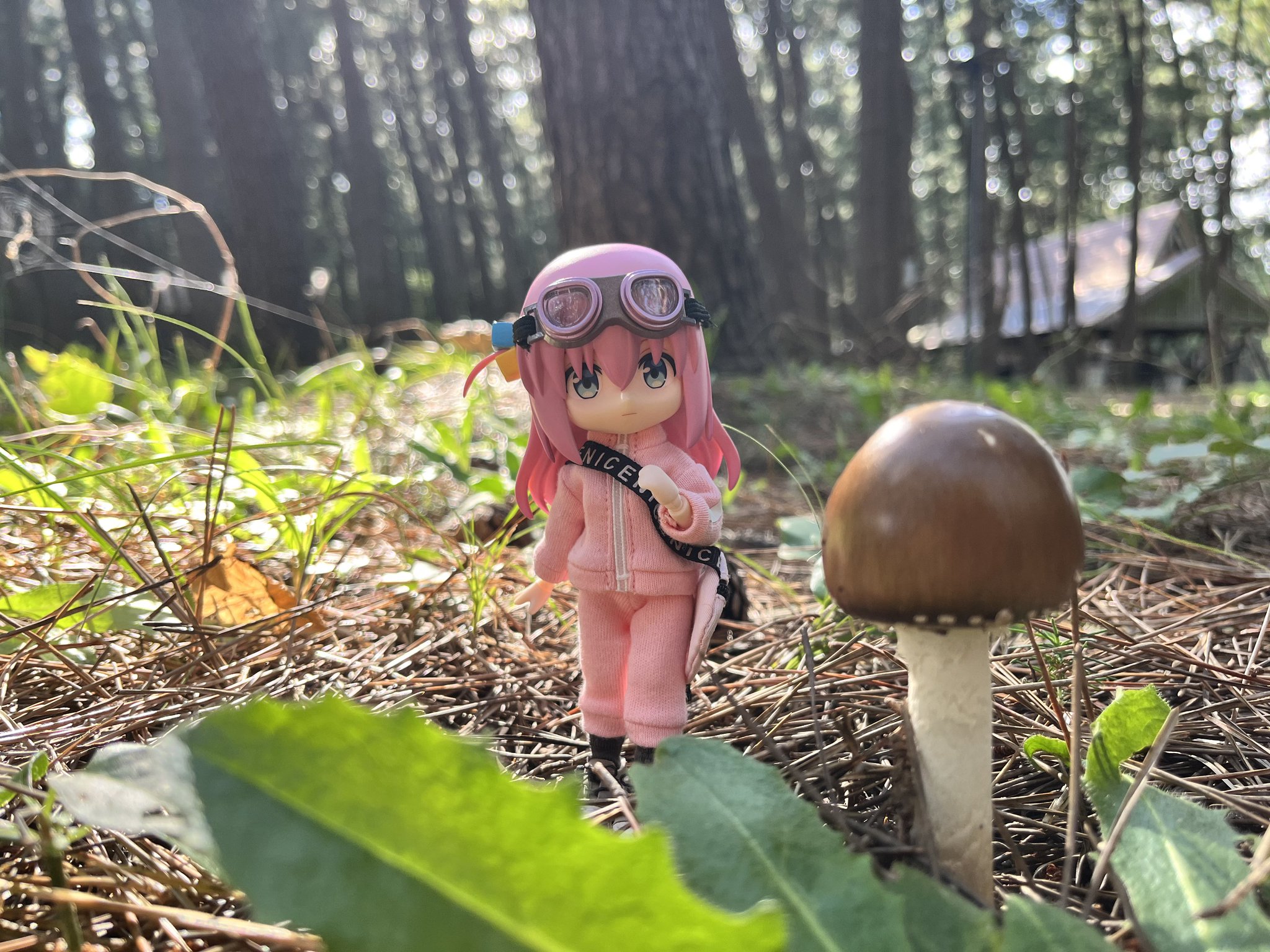 ◆ きのこ♪ Mr.えっくす！ on X: 