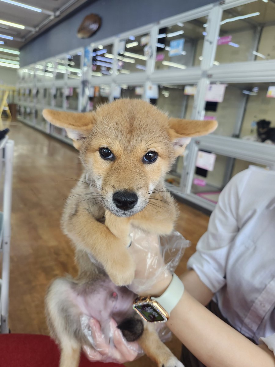 AOrider_01's tweet photo. 本日、我が家に新たな家族が増えました❗
虎助(こすけ)君です🐶 https://t.co/fGSJAjHuxh