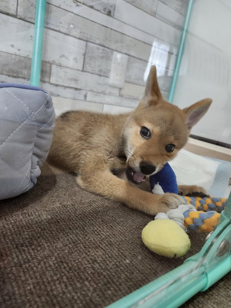 AOrider_01's tweet photo. 本日、我が家に新たな家族が増えました❗
虎助(こすけ)君です🐶 https://t.co/fGSJAjHuxh
