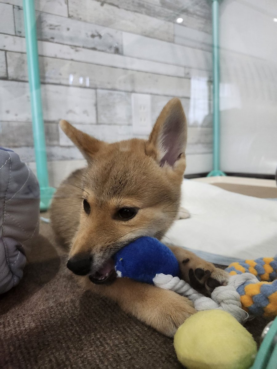 AOrider_01's tweet photo. 本日、我が家に新たな家族が増えました❗
虎助(こすけ)君です🐶 https://t.co/fGSJAjHuxh
