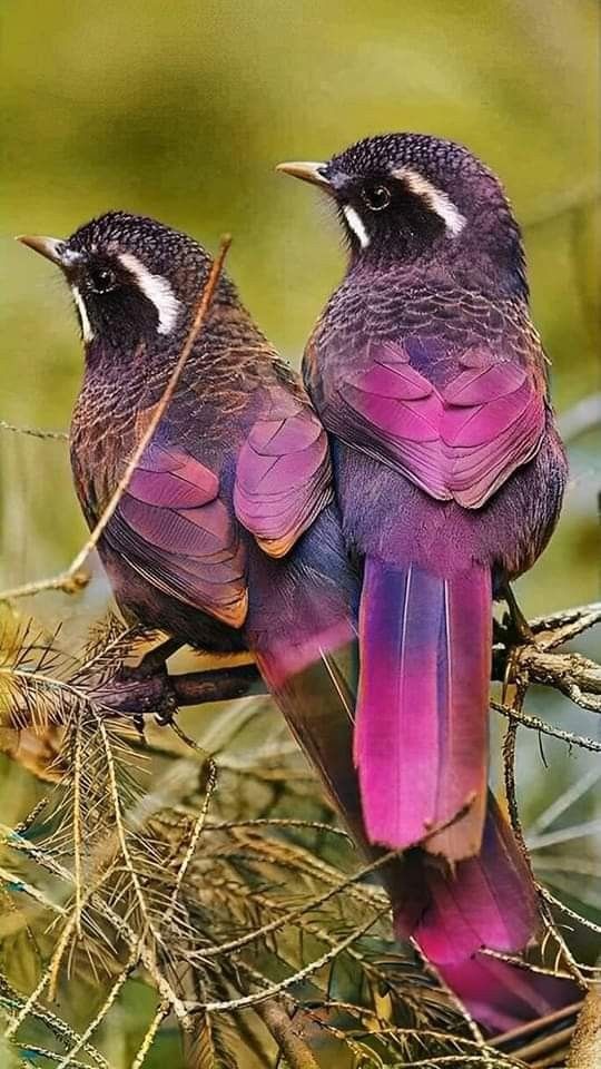 Beautiful Birds (@beautiberds) on Twitter photo 