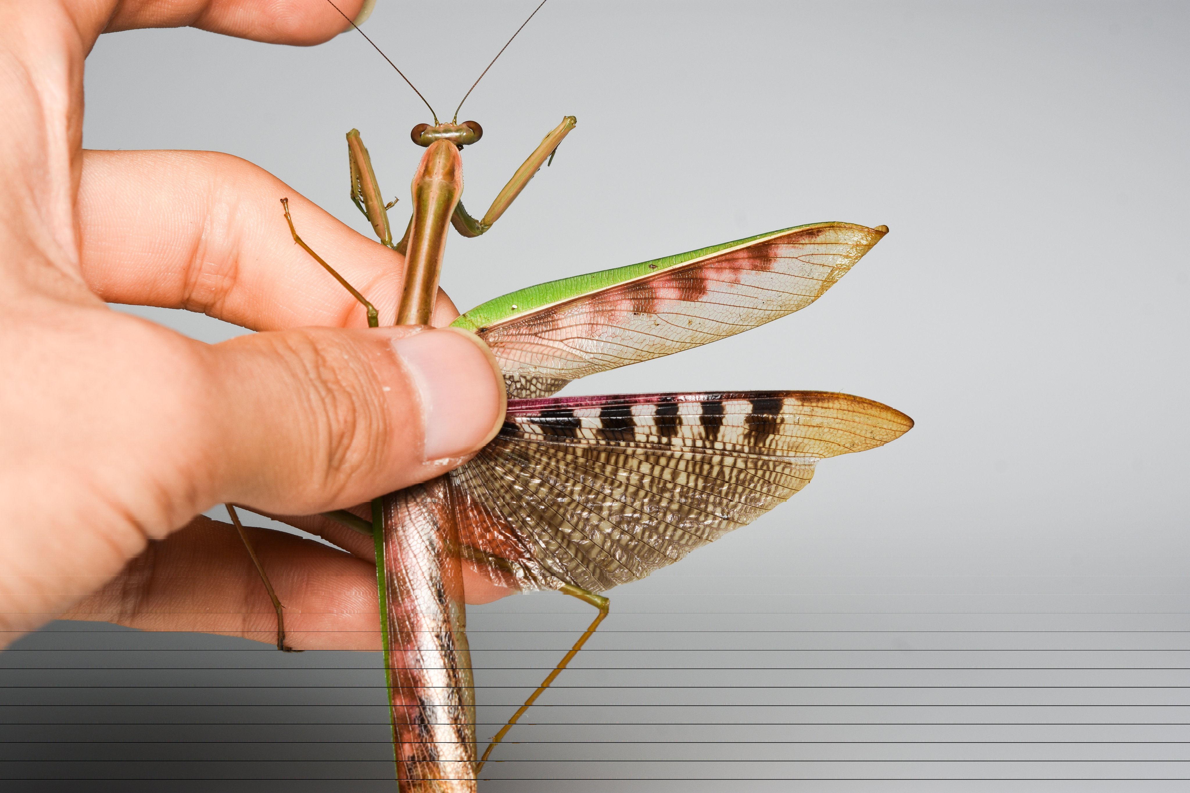オータニ昆虫館　カマキリダーター mqdefault.jpg