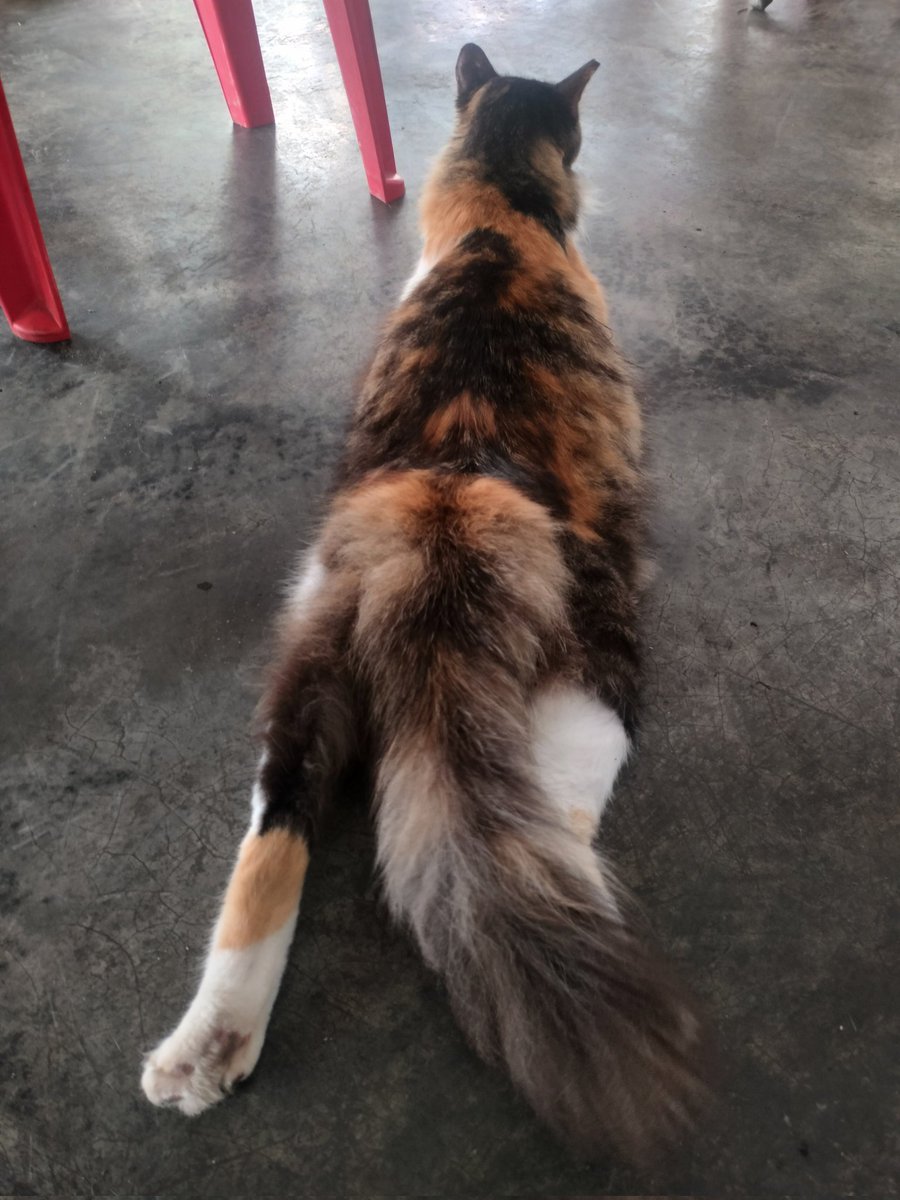 breakfast pspsps 😻