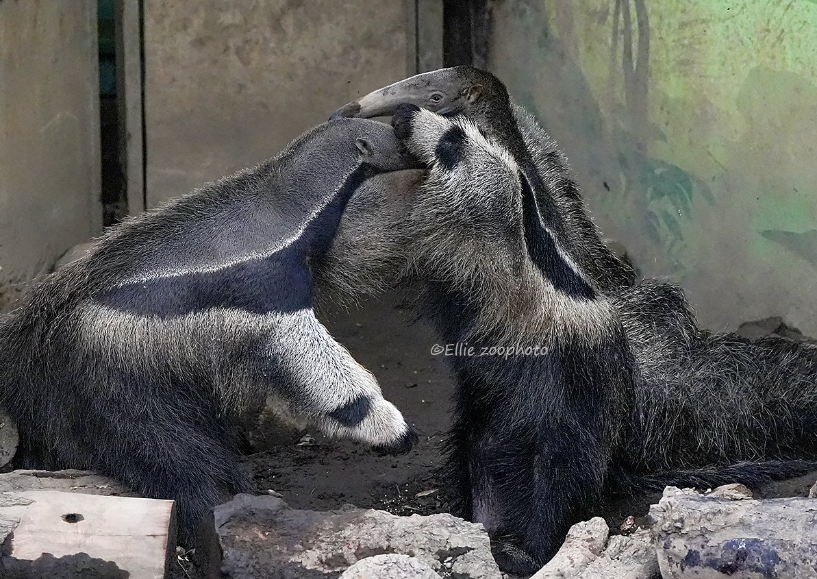 Ellie_zoophoto's tweet image. 鳴き声などがしないので迫力のわりには静かなわちゃわちゃ。アイリスちゃんは小さい頃にはよく鳴いていましたが大きくなるにつれて聞かなくなりました。敵を威嚇する時などは大人でも声を上げるのかな

📷2025.09.20
#オオアリクイ #アイチ #アイリス (381日齢) #江戸川区自然動物園