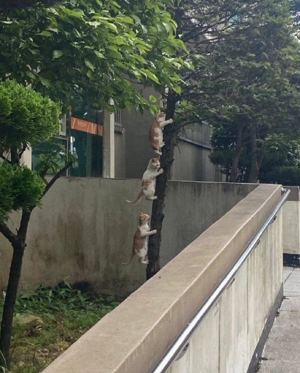 「新種のセミいた！」と大学の友達から送られてきた写真見て