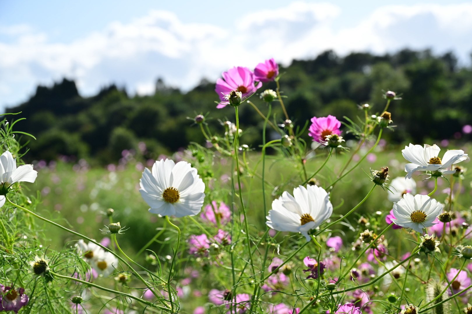 コスモス アトモスのアディダス オリジナルス別注第10弾、初代の配色を
