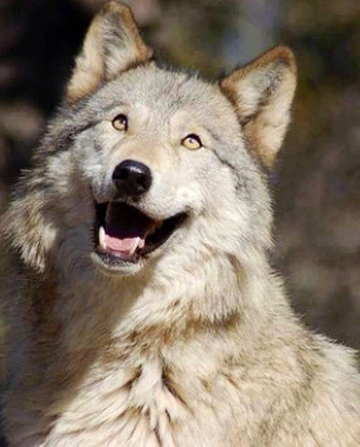 woofgonecrazy's tweet photo. awesome fucking joyous doggy wolf creature https://t.co/YA0YxTKfKq