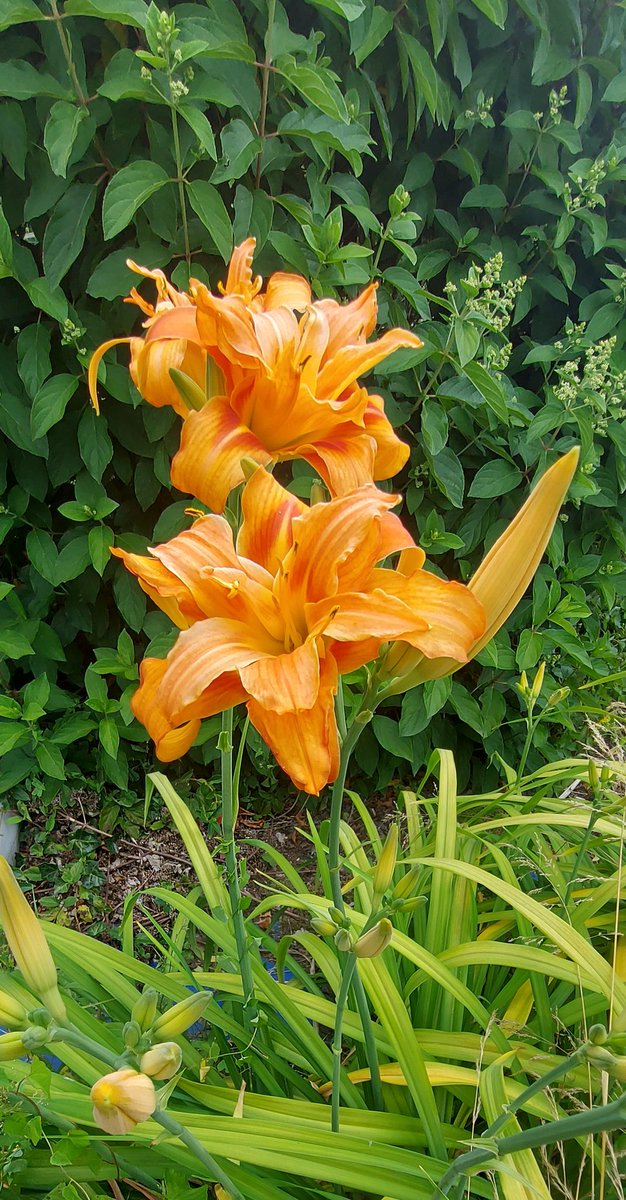 Let the beauty of flowers color your life