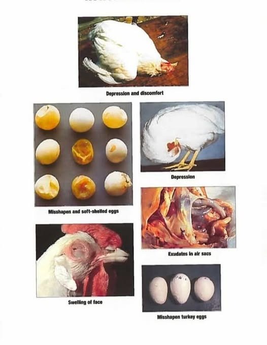 EugeneIradukund's tweet photo. 🦠 Poultry Health Alert!
Spot these danger signs in poultry: sad birds, weird eggs, facial swelling, or breathing issues? Act fast—these are signs of serious disease! 🐔🛡 Keep your flock safe with biosecurity and regular health checks.
#PoultryFarming #ChickenHealth
#foodForAll https://t.co/fBuZhTLH6s