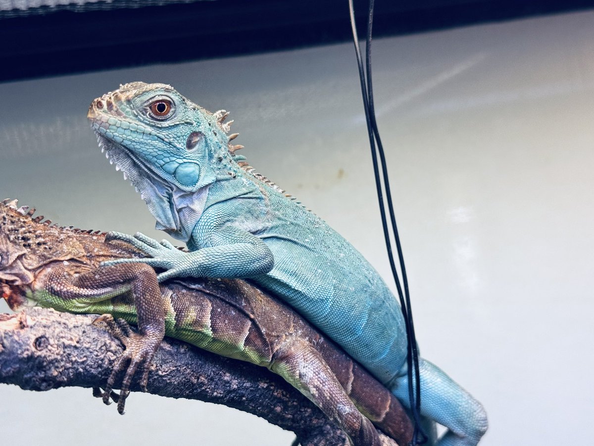 いぐあな サイイグアナ [爬虫類・両生類] All About