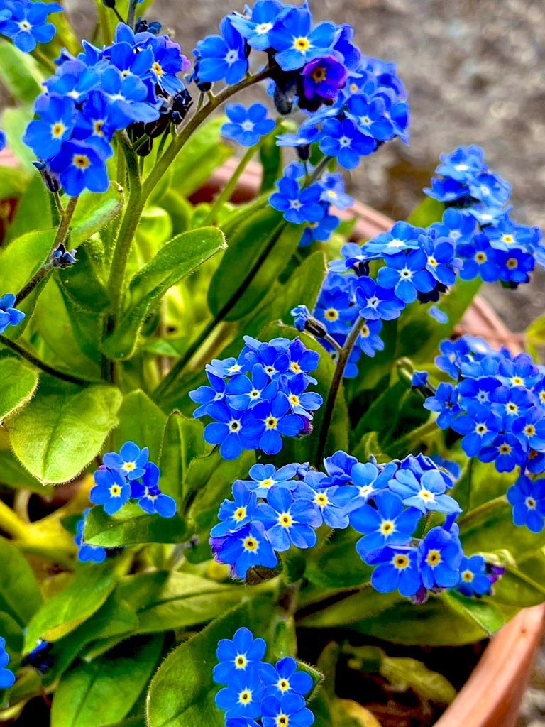 sandra_nimha's tweet image. Sunday 21st September #worldAlzheimersday we walk for memories, for awareness, and for a future without dementia.
#memorywalk
#AlzheimerssocietyofIreland