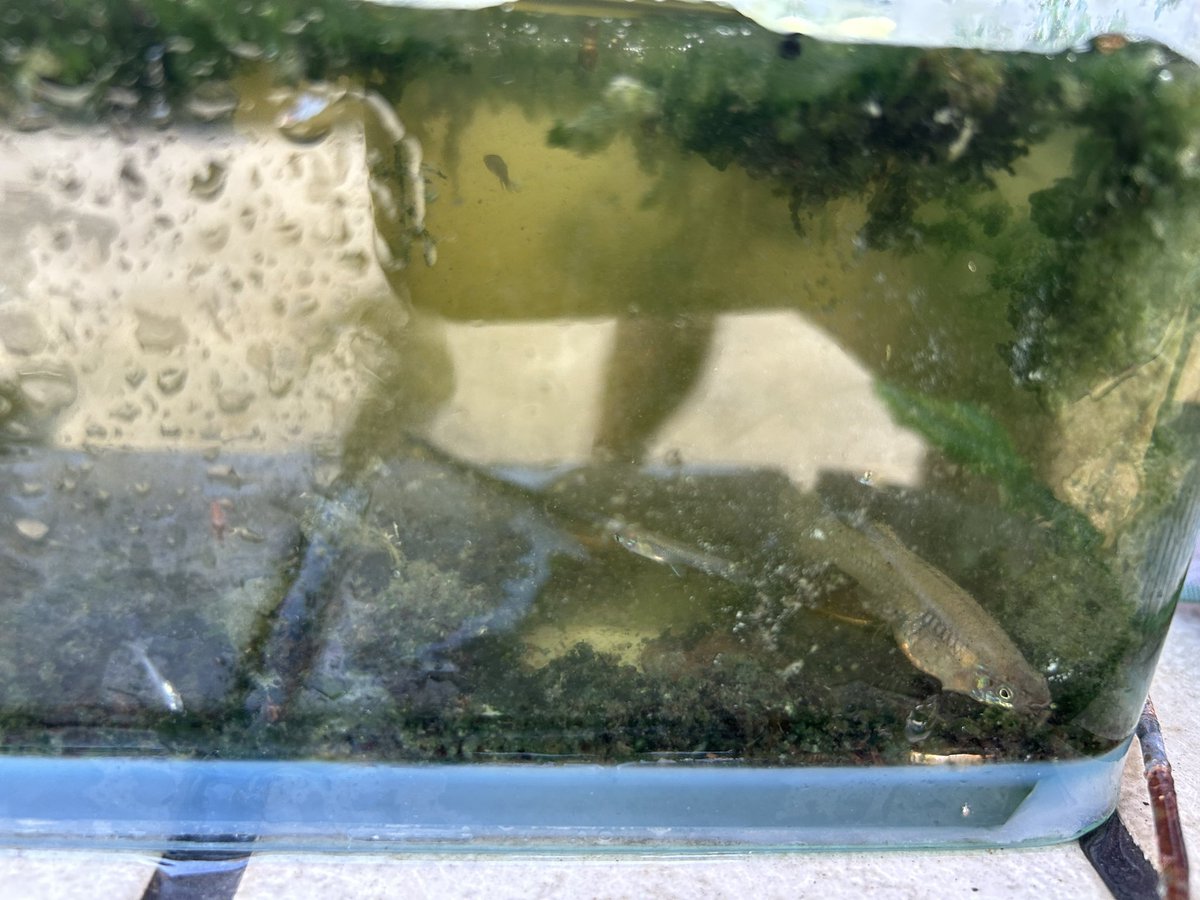 熱死了，陪兒子田裏抓魚（大肚魚）