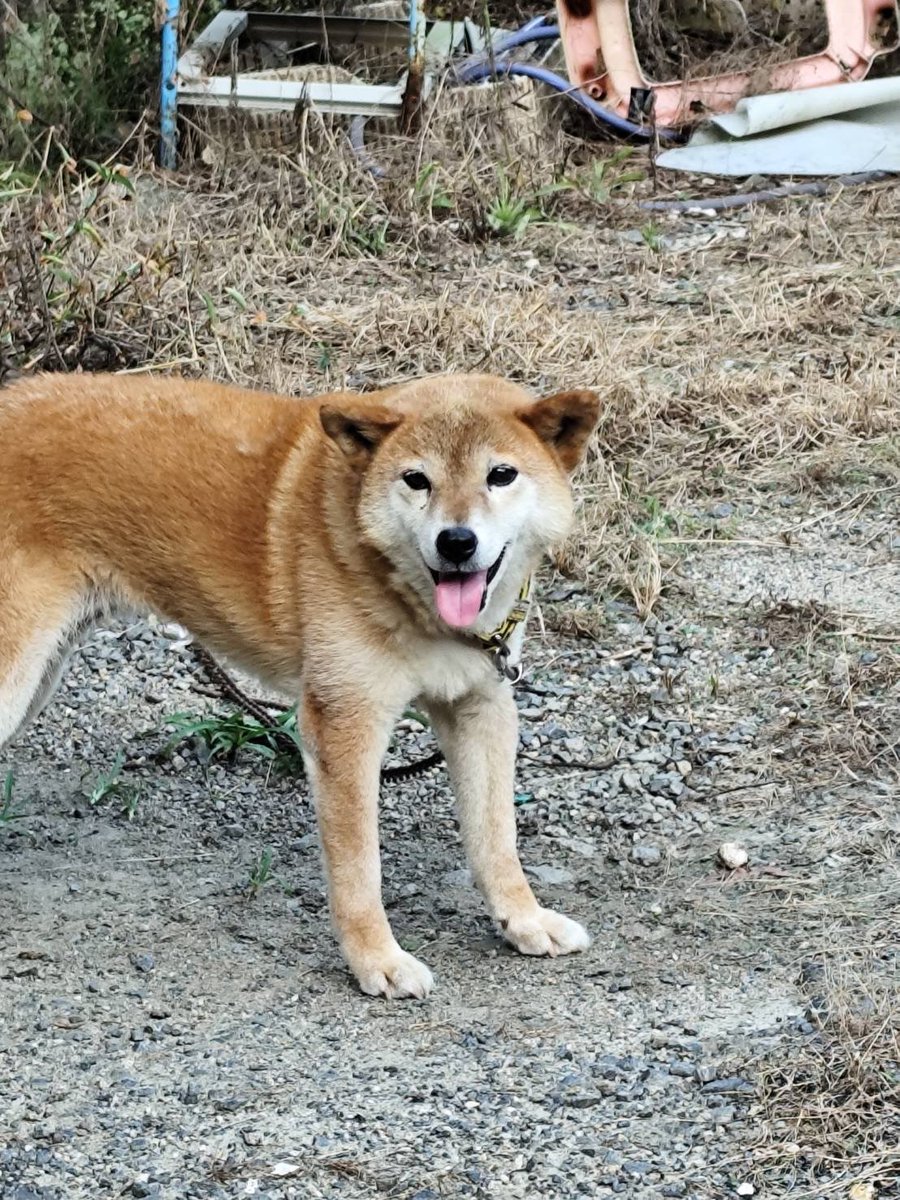 chutaro (@chutaro95866546) / X