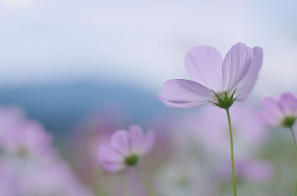 momotuyon's tweet image. こんばんは
2014年9月21日の写真です
縦横あります
#TLを花でいっぱいにしよう
#pentax #K5
#voigtländerNOKTON58㎜ f1.4 SLⅡ