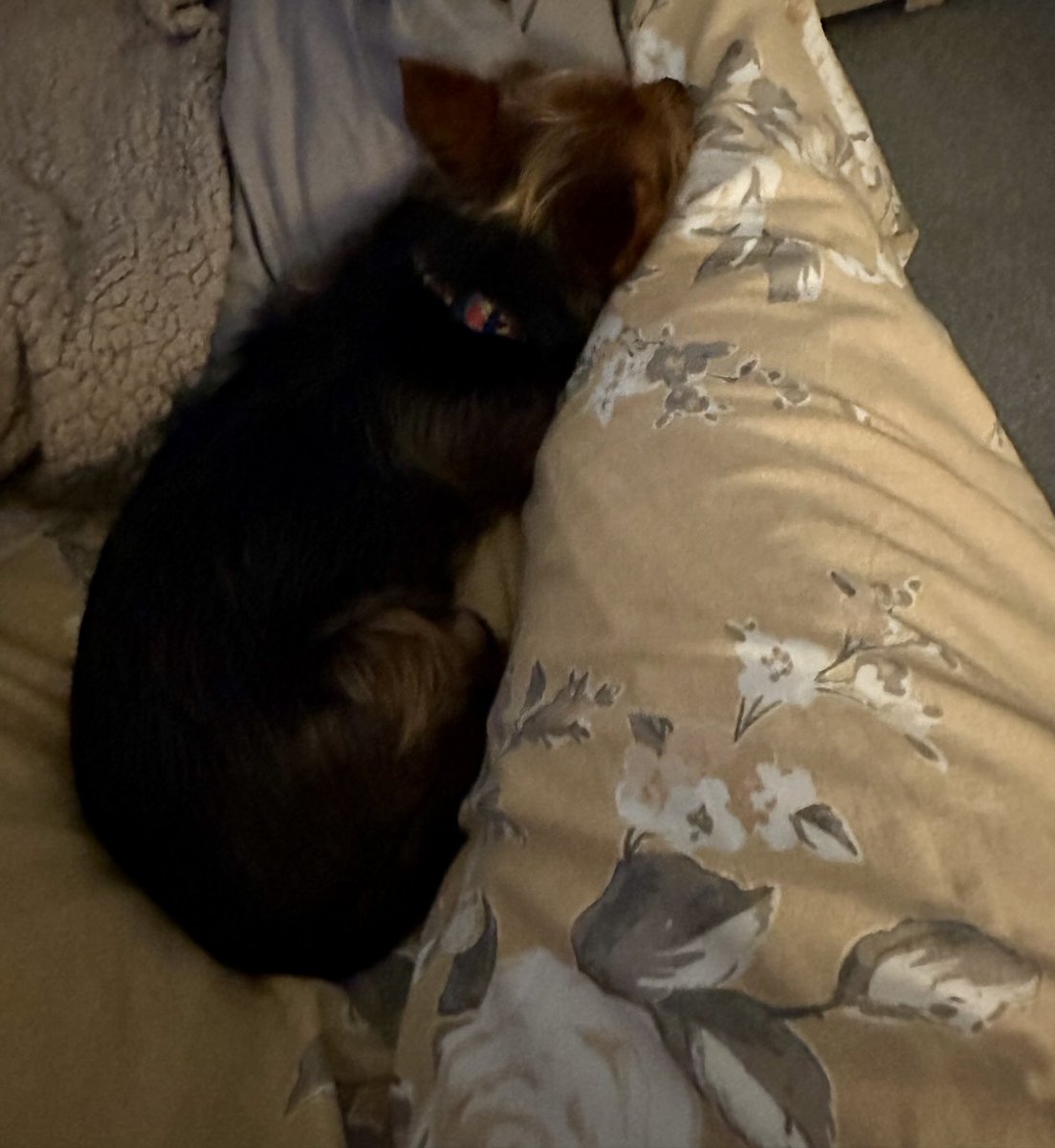 Herself complains that I’m a terrible bed hog. I don’t know what she means, she’s got loads of room there 🤣