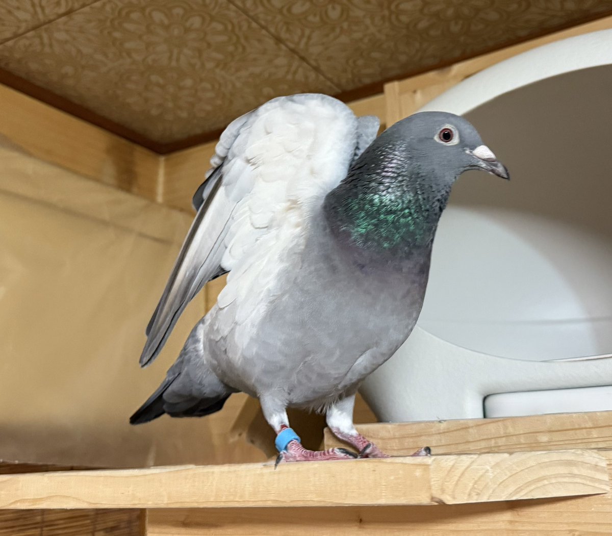 ぽぽち〜🐦

脇見せ🪽✨