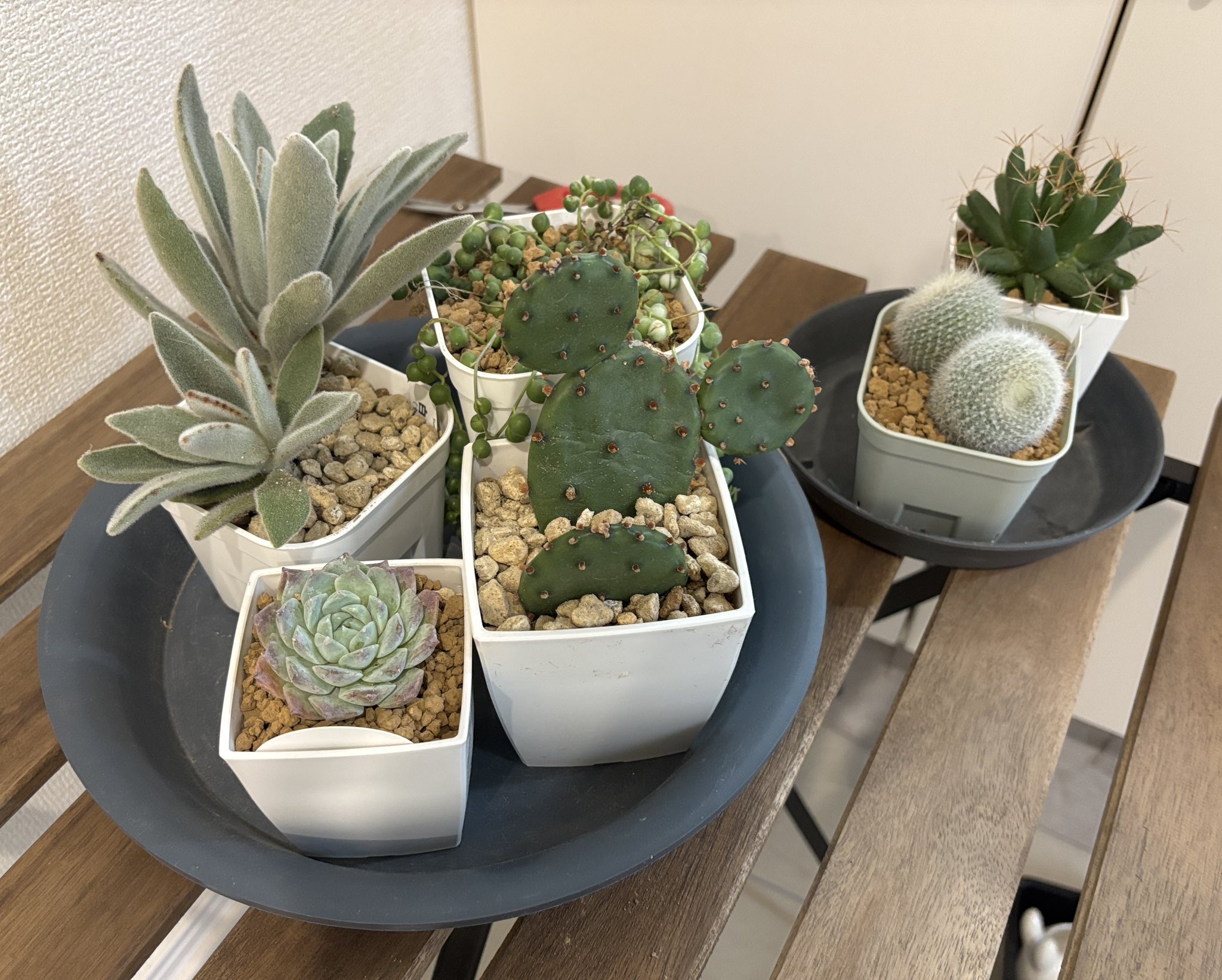 Fuji🌵🌿🫖 on X: 