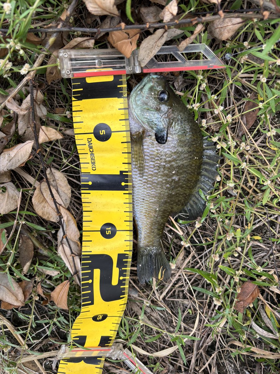 地元河川に挑戦！💪
午前11時〜午後3時まで🎣
中々釣れない中またギルが釣れたぁ〜😅