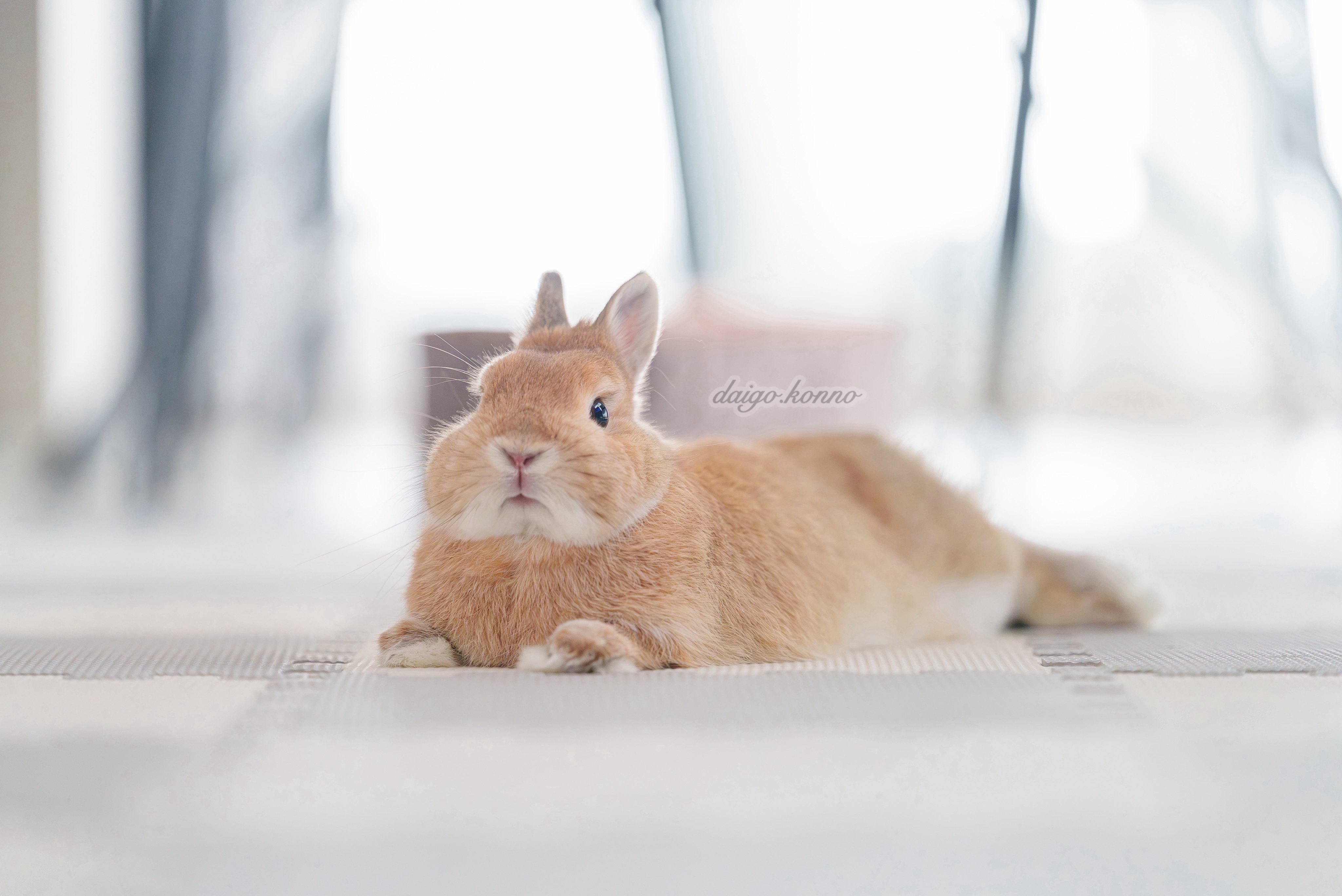 うさぎのうに🐰 on X: 
