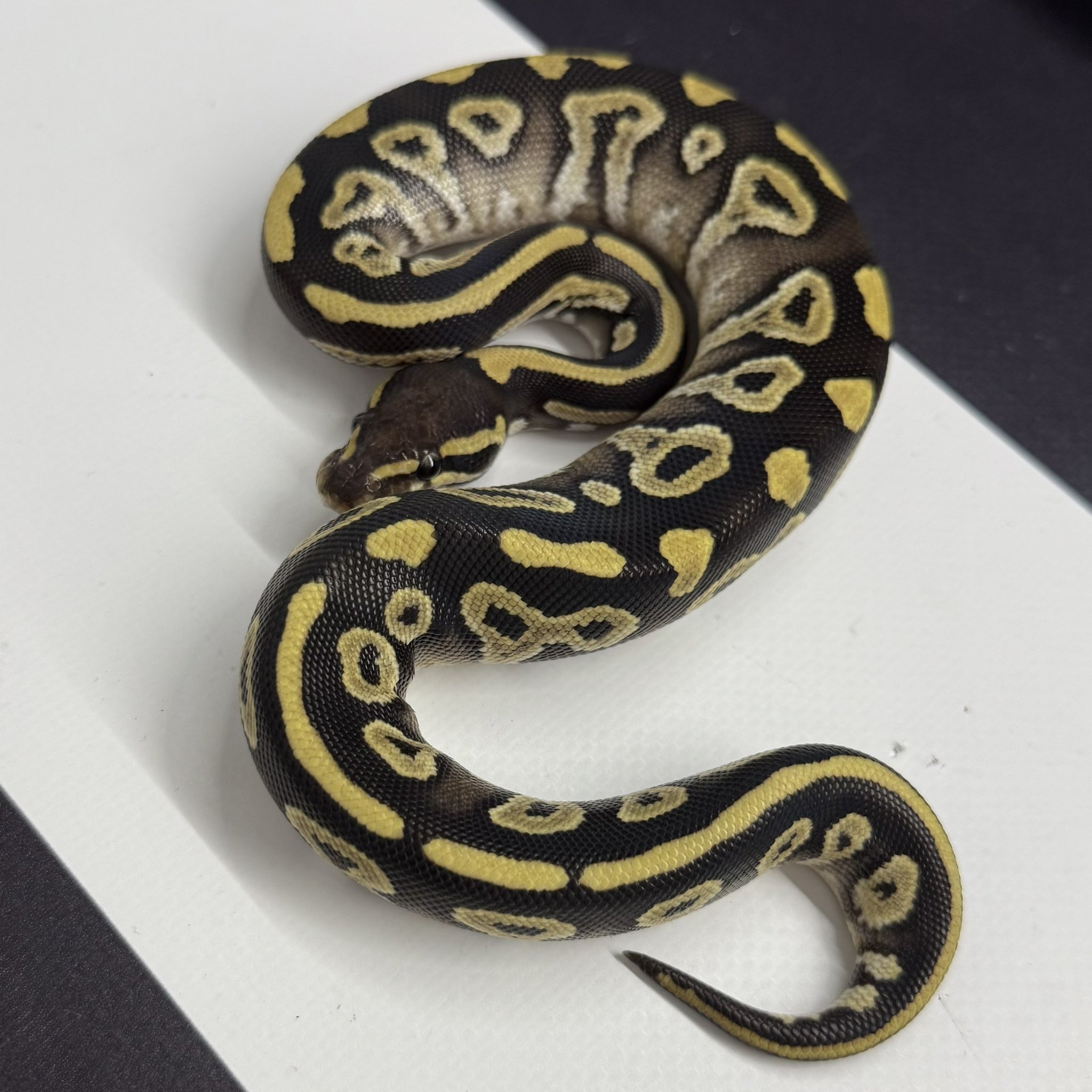 PERFECT BALL PYTHON著者直筆サイン入り 美品【送料無料】 PERFECT BALL PYTHON著者直筆サイン入り 美品【送料無料】