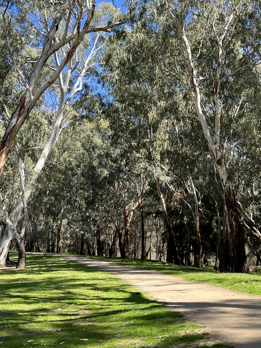 A path to imagination #Waggawagga