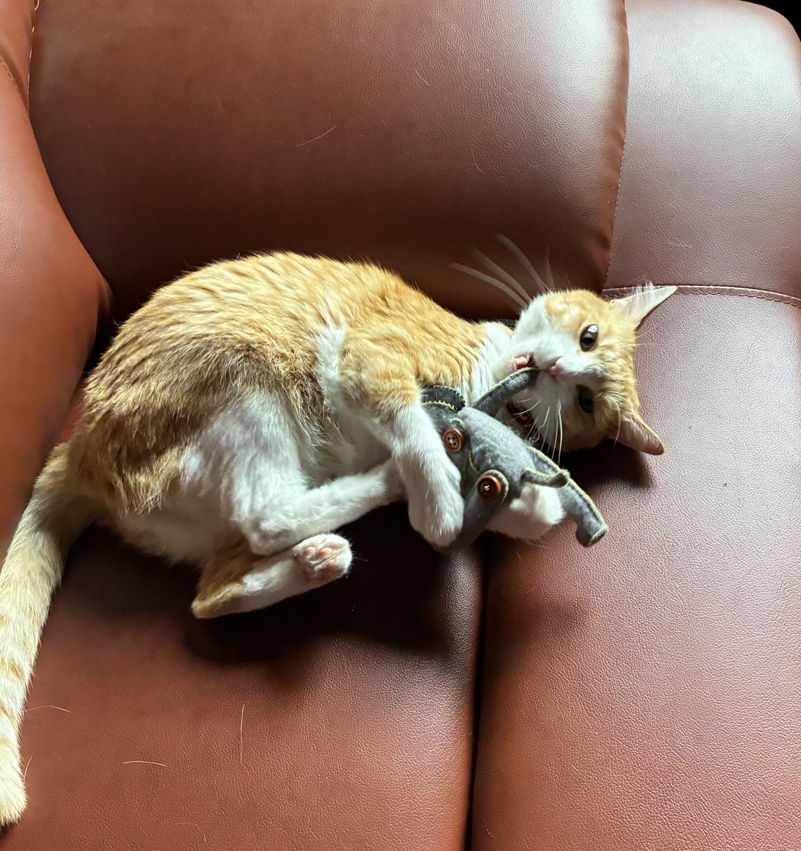 猫のいる暮らし𓏲𓎨