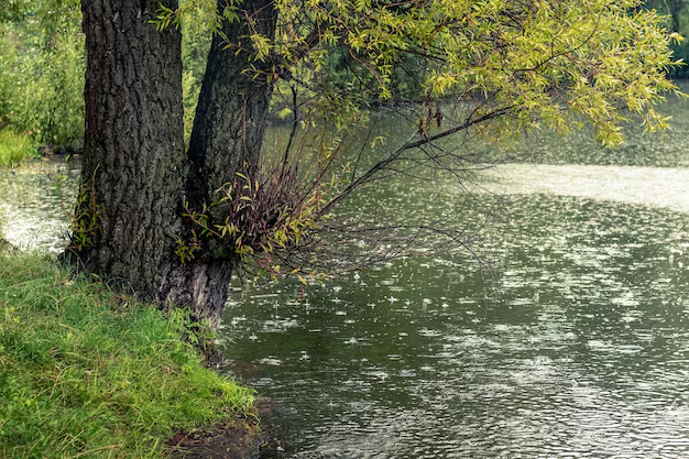 A120ConKaleth's tweet photo. Finalmente, la lluvia no es solo agua que cae del cielo. Es un mecanismo complejo que conecta océanos, atmósfera, montañas y ciudades. Sin ella, no habría vida como la conocemos 🌍. https://t.co/sJSQ7zeaxu